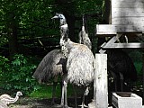 Pštros EMU